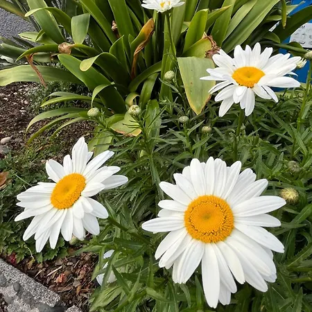 à Janela Funchal (Madeira)